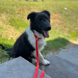 Bi Black Male 2 - Black and white male Shetland Sheepdog puppy in Shirley, Arkansas from Lucky Pups