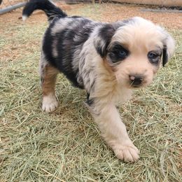 Australian Shepherd Puppies from Long Mt Aussies