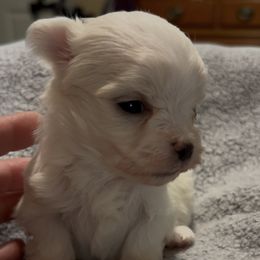 Girl 1 - White female Maltese puppy in Coats, North Carolina from Angie's Puppies