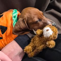 Lucy - Red female Dachshund puppy in San Mateo, California from Wildwood Champion Miniature Dachshunds