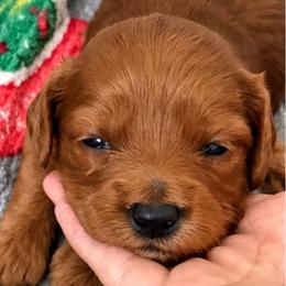 Girl 1 - Red  female Goldendoodle puppy in Godley, Texas from Godley Designer Doodles