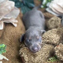 Dachshund Puppies from Harrison Farm