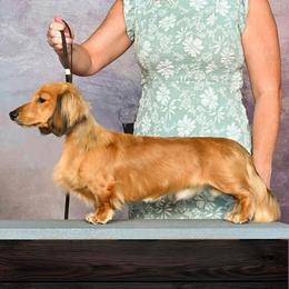 Flint - Dachshund