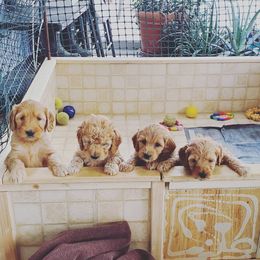Goldendoodle Puppies from Rocks & Roses Doodles