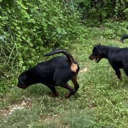 German Shepherd, Pembroke Welsh Corgi, and Rottweiler Puppies from Blitzenhaus Working Dogs