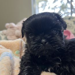 Girl 2 - Shih Tzu puppy in Garland, Texas from Bibi’s Exclusive Shih Tzus
