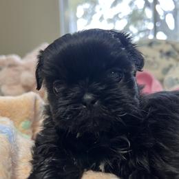 Girl 2 - Shih Tzu puppy in Garland, Texas from Bibi’s Exclusive Shih Tzus