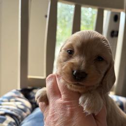 Praline - Cream female Dachshund puppy in Temple, Texas from Brit’s Doxie Crossing