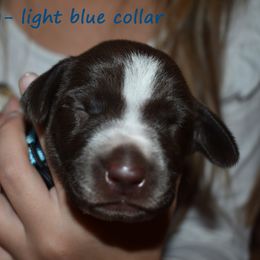 Boy 1-light blue - Liver male German Shorthaired Pointer puppy in Riverdale, Michigan from Ninemire Farm