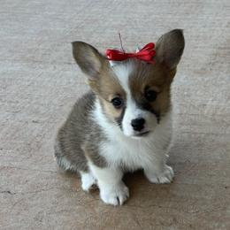 WILLOW AKC - Sable female Pembroke Welsh Corgi puppy in Hinton, Oklahoma from Green Cloud Ranch