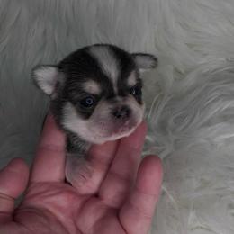 Domino Boy - Black and tan male Chihuahua puppy in Fargo, North Dakota from Wild Prairie Chihuahuas