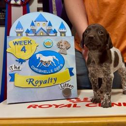 Cinderella - Liver and white female German Shorthaired Pointer puppy in North Branch, Minnesota from Chrishelle Farm