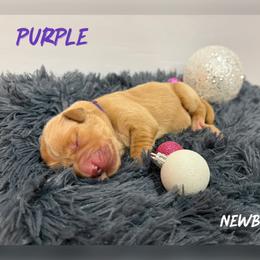 Purple Collar - Golden female Golden Retriever puppy in Kenyon, Minnesota from Double W Golden Retrievers