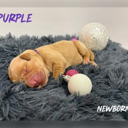 Purple Collar - Golden female Golden Retriever puppy in Kenyon, Minnesota from Double W Golden Retrievers