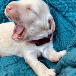 Australian Labradoodle Puppies from Salona- Australian Labradoodles of North America