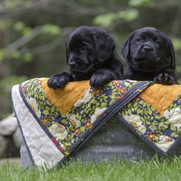 Labrador Retriever Puppies from Sacandaga Labrador Retrievers