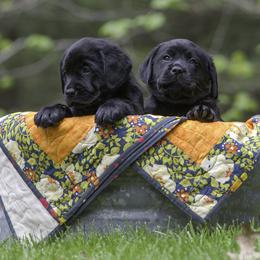 Labrador Retriever Puppies from Sacandaga Labrador Retrievers