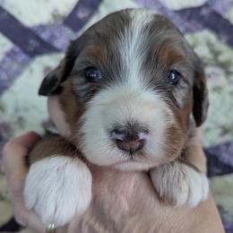 Monsoon ultra - Blue merle male Bernedoodle puppy in Placerville, California from Quartz Mountain Doodles