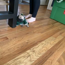 French Bulldog Puppies from Stratton Kennel