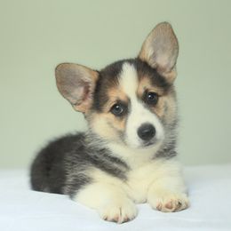 Bernese Mountain Dog and Pembroke Welsh Corgi Puppies from Highland Meadows