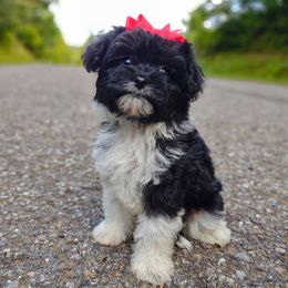 Companion Cross, Havanese, Mal-Shi, Maltese, Maltipoo, Morkie, and Shih Tzu Puppies from Seeking Shalom Acres Maltese, Maltipoos & Havamalts