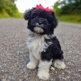 Companion Cross, Havanese, Mal-Shi, Maltese, Maltipoo, Morkie, and Shih Tzu Puppies from Seeking Shalom Acres Maltese, Maltipoos & Havamalts