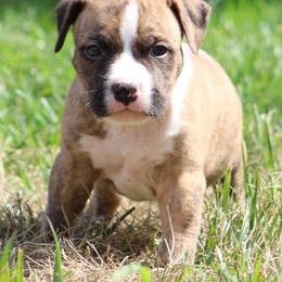 Rocky - Red brindle male American Staffordshire Terrier puppy in Guilford County, North Carolina from Explicit Kennel