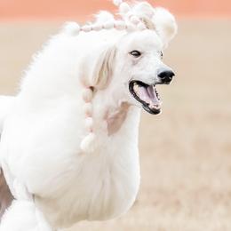 Poodles from Brivali Poodles