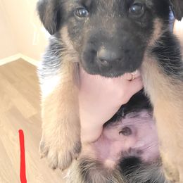 German Shepherd Puppies from Lux Shepherds