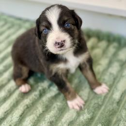 Magnolia - Black tri-color female Australian Shepherd puppy in Salinas, California from AA Aussies