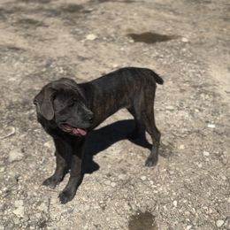 Luna - Cane Corso