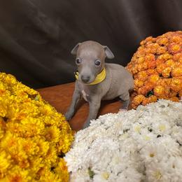 Fabio - Blue male Italian Greyhound puppy in Lancaster, Missouri from White Stone Ranch
