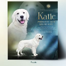 Katie - Golden Retriever