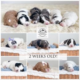 Goldendoodle Puppies from Eagle Mountain Doodles