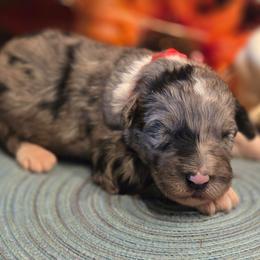 Boy 2 - Blue merle male Aussiedoodle puppy in Mouth Of Wilson, Virginia from Holly Ridge Aussies, Aussiedoodles & Corgis