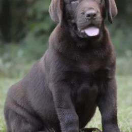 Labrador Retriever Puppies from Alabama English Labs