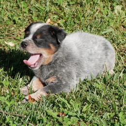 Marquis de Lafayette - Blue mottled male Australian Cattle Dog puppy in Buffalo Valley, Tennessee from Buffalo Valley Breeders