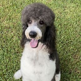 Poodles from Ruby Ranch