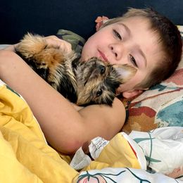 Yorkshire Terrier Puppies from Celestial Family Terriers (Yooper Yorkies)