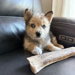 Freya - Merle female Pomsky puppy in Doon, Iowa from Luxury Pomsky