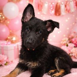 Girl 2 (Pink) - Bi-color female German Shepherd puppy in Genoa, Illinois from vom ehrenSchutz German Shepherds