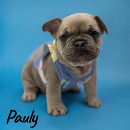 Pauly - Blue fawn male French Bulldog puppy in Hughesville, Maryland from Fox Run Farm