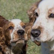Welsh Springer Spaniels from Welshwood Welsh Springer Spaniels