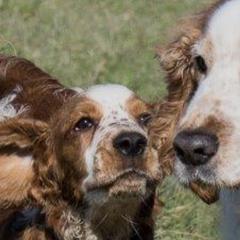 Welsh Springer Spaniels from Welshwood Welsh Springer Spaniels