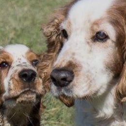 Welsh Springer Spaniels from Welshwood Welsh Springer Spaniels