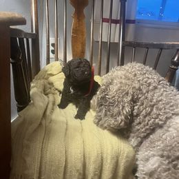 Boy 4 - Lagotto Romagnolo puppy from Sherlyn Kennels