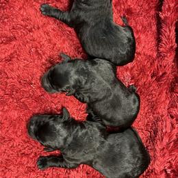 Girl 3 - Black female Labrador Retriever puppy in Beaverdam, Virginia from Gold Heart Labradors