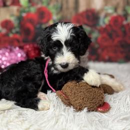 Yukon, Yellow Collar - Black and white male Bernedoodle puppy in Lake Panasoffkee, Florida from Donnas Deluxe Doodles LLC