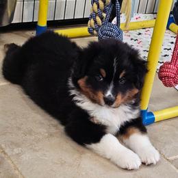 Stretch - Black tri male Miniature American Shepherd puppy in Hume, Virginia from Shadow Fox Farm