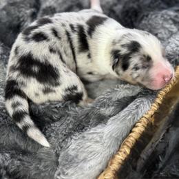 Boy 3 - Blue merle male Australian Shepherd puppy in Volant, Pennsylvania from Addie's Aussies